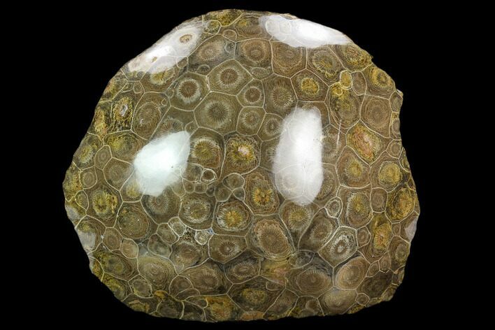 Polished Fossil Coral (Actinocyathus) - Morocco #128189